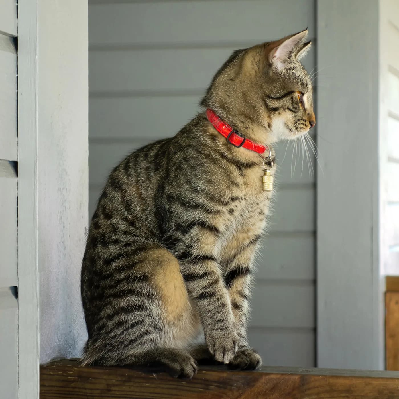 Breakaway Cat Collar with Bell