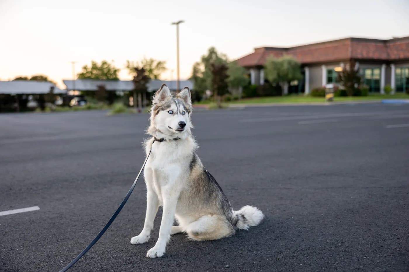 Reflective Rope Leash (1.5 m)