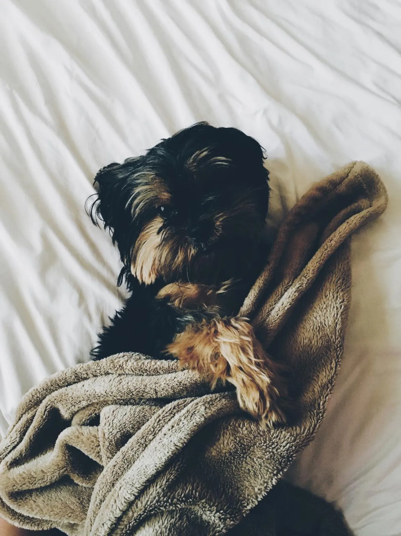 Sherpa Fleece Pet Blanket